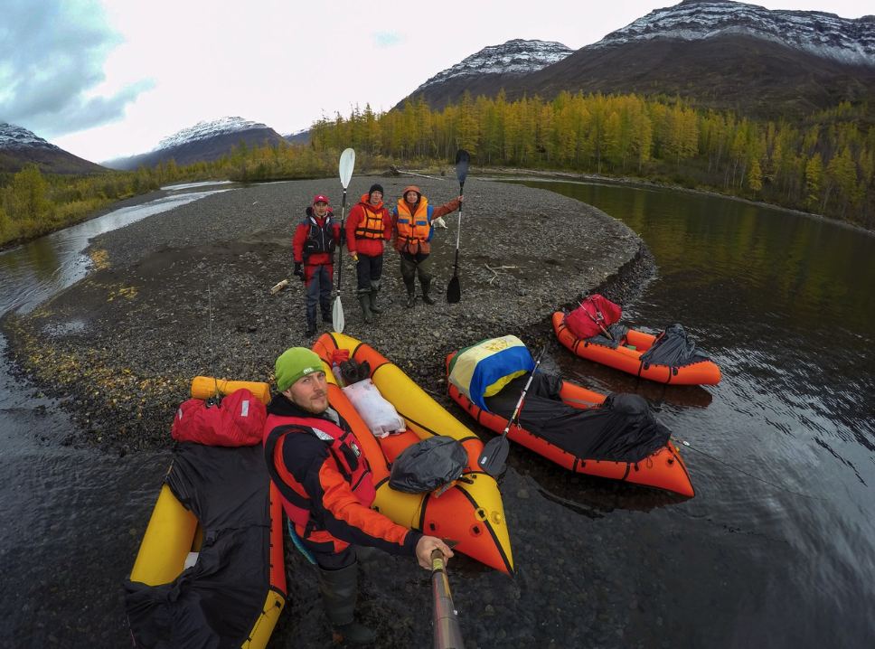 Иволга Стандартная